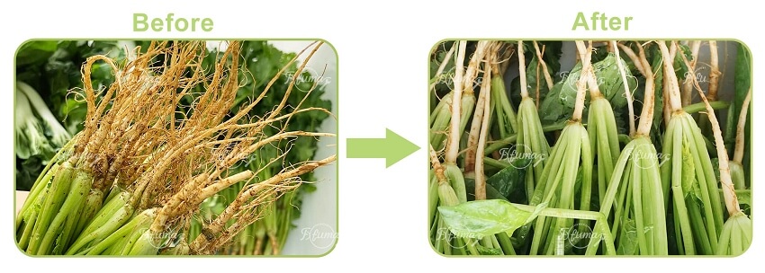 spinach washing machine 菠菜清洗机