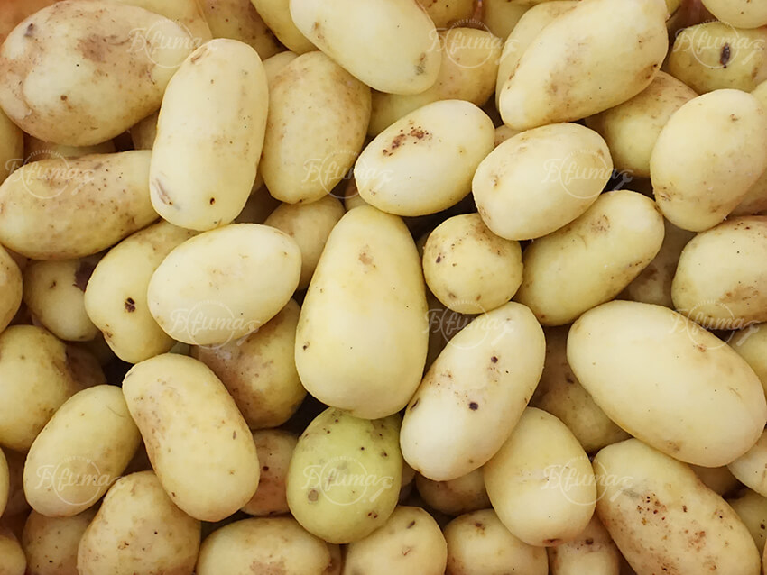 automatic potato processing system 马铃薯自动化加工系统