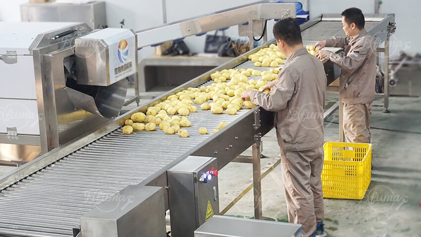 用于工业马铃薯加工的自动马铃薯清洗和脱皮生产线
