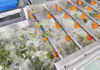 叶菜沙拉加工生产线：切割+清洗+脱水+风干一体化解决方案