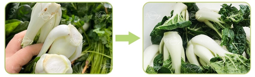 industrial vegetable washing machine 工业蔬菜清洗机