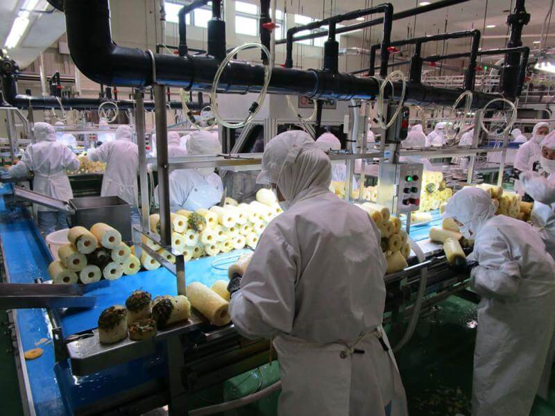 用于罐头加工的菠萝圈产品